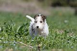 FOX TERRIER 328